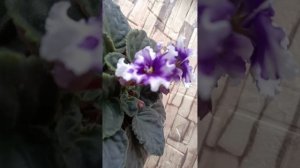 Фиалка Полярная ночь