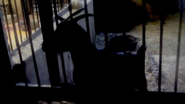 Небольшая прогулка по Зоопарку смотреть онлайн