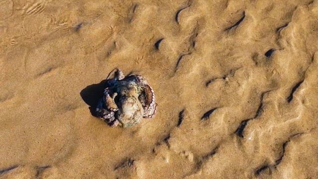 Марокко Часть 9. Рыбацкий рынок в порту города Эссуэйра