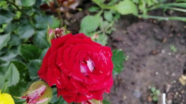 СОЛО МИО РЕНЕССАНС, ПЕРЕННИАЛ БЛЮ, БРАНД ПИКСИ, ФИЛИНГ, ПЕПИТА, ФАЙЕР ФЛЕШ, РУБИ СТАР, РЕД БАЛЕРИНА смотреть онлайн