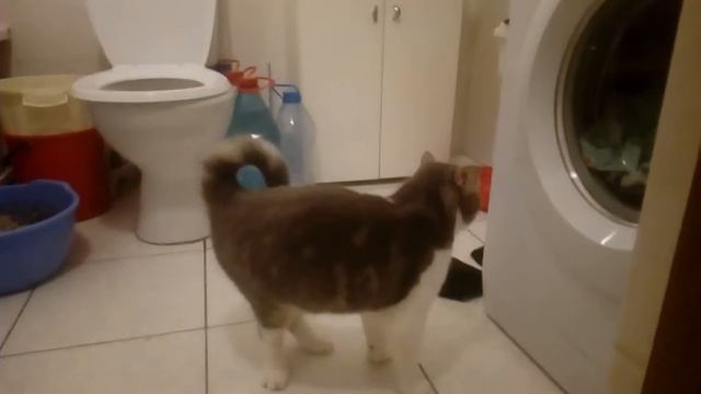 Эй толстый! смотреть онлайн