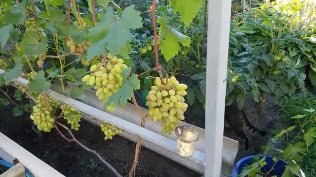 Виноград в Воронеже