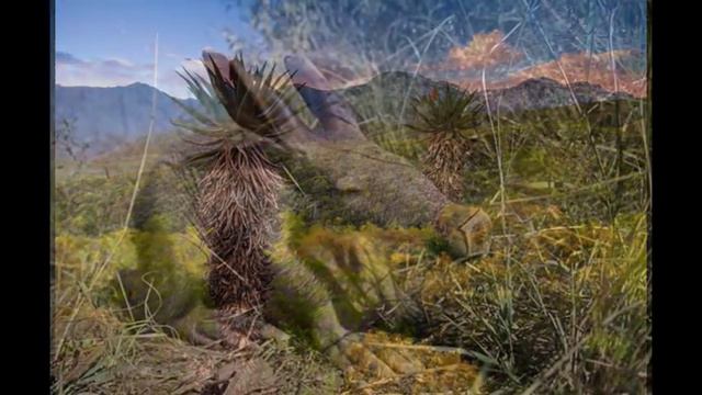 Что за зверь? смотреть онлайн