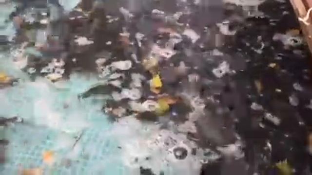 Карп живой смотреть онлайн