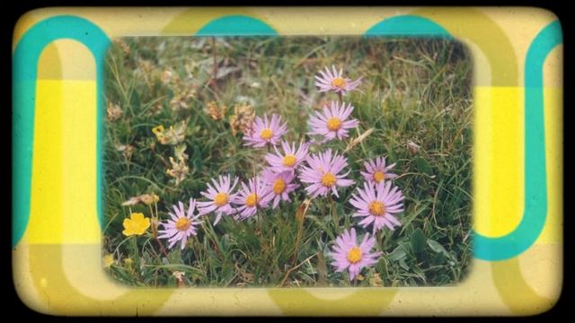 Астра альпийская (Aster Alpinus)