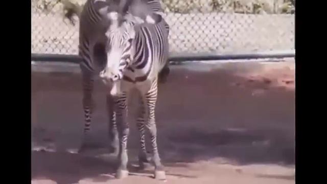 ГОРЯЧИЕ ЖИВОТНЫЕ  №7