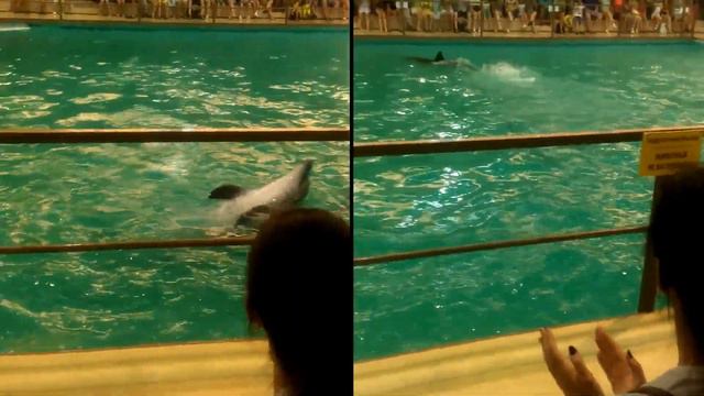 2018 07 21 Дельфинарий в Геленджике смотреть онлайн