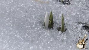 ПЕСНИ ВЕСНЫ Иваси /Алексей Иващенко и Георгий Васильев/💖💐🎸🤣