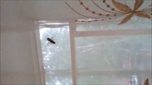 Что делать если к вам в дом залетела оса