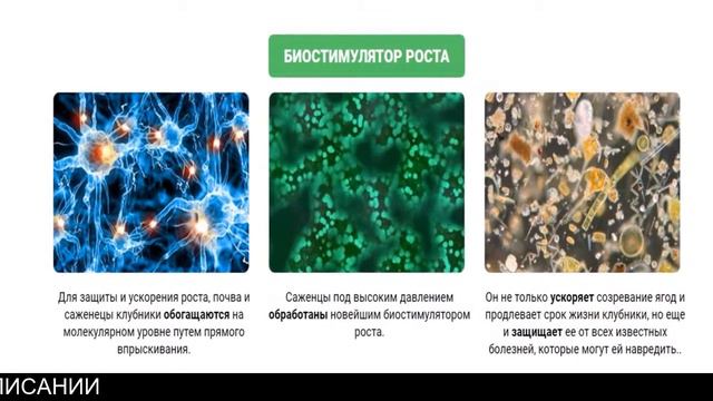 Клубничная ягодница смотреть онлайн