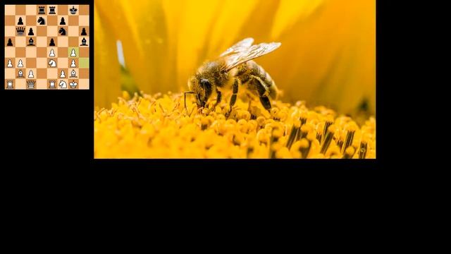 Artistic chess visualiser test смотреть онлайн