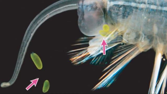 Червь пугает хищников светящимися бомбами смотреть онлайн