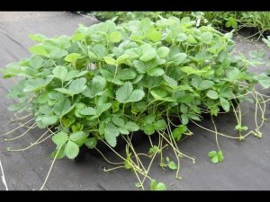 Не удаляйте усы у клубники не посмотрев это видео. Что делать с усами клубники клубника осенью уход?