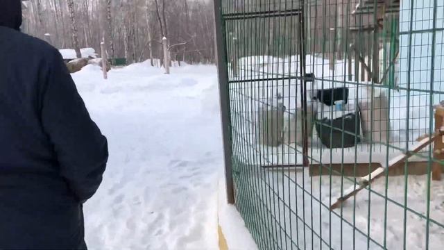 СТРАУСИНАЯ ФЕРМА ???????? смотреть онлайн
