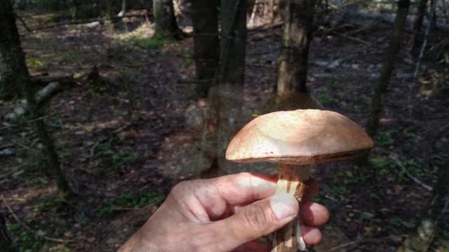 Грибы в Подмосковье ?сбор грибов 2021 |Where to pick mushrooms ?Donde buscar las mejores setas смотреть онлайн