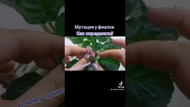 К чему приводит мутация у фиалок? #осень2021 #фиалка #проблемыфиалок #мутация смотреть онлайн