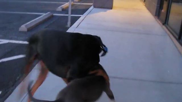 Doberman vs. Pitbull play Fight to the death смотреть онлайн