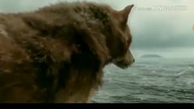 Клип про волков смотреть онлайн