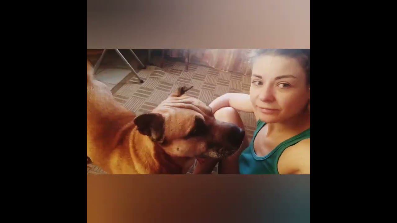 Догситтер Москва Догси