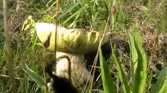 boletus edulis смотреть онлайн