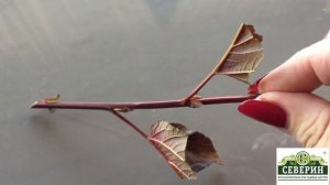 Зеленое черенкование на примере пузыреплодника!