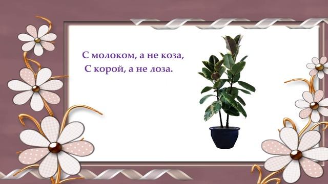 ЗАГАДКИ про КОМНАТНЫЕ растения смотреть онлайн