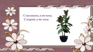 ЗАГАДКИ про КОМНАТНЫЕ растения