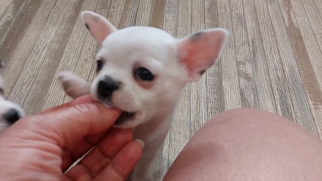 малыши чихуахуа питомник Кастропуло Крым продажа щенков 💥 купить красивого+79787458062 смотреть онлайн