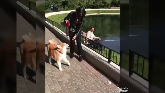 Акита ину НАШИ ВЫПУСКНИКИ смотреть онлайн