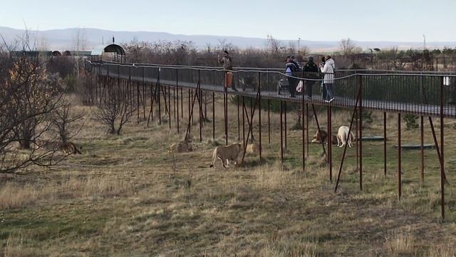 Лев избивает львицу. Тайган смотреть онлайн