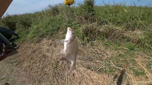 26\27 Августа. Рыбалка на Глубоком Турунчуке смотреть онлайн