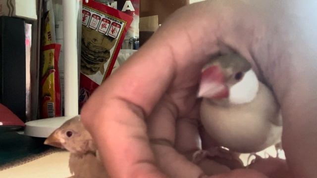 playing with my pet Java sparrows and big Java sparrow смотреть онлайн