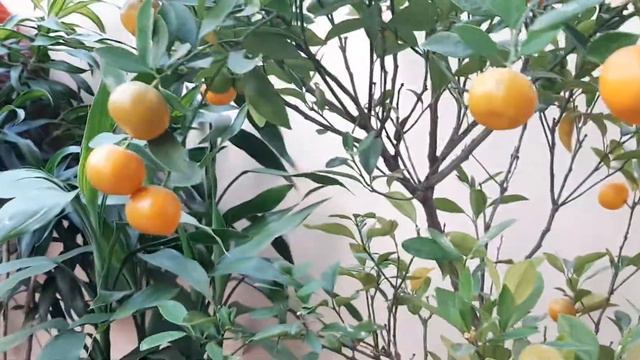 Calamansi, also known as calamondin, chinese orange is a citrus fruit. смотреть онлайн