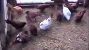 Бакинские голуби старопородные