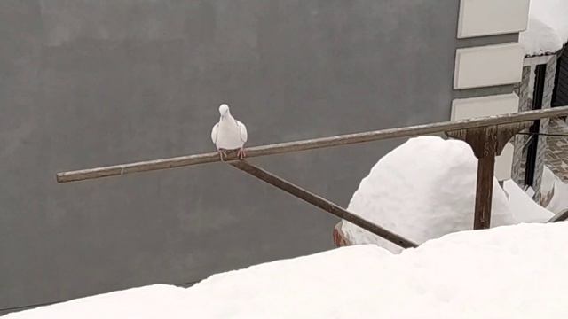 седьмой и последний полёт молодого голубя . смотреть онлайн