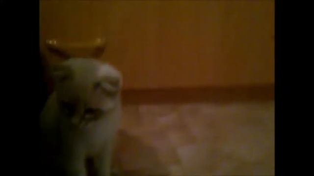 Бешеная кошка смотреть онлайн