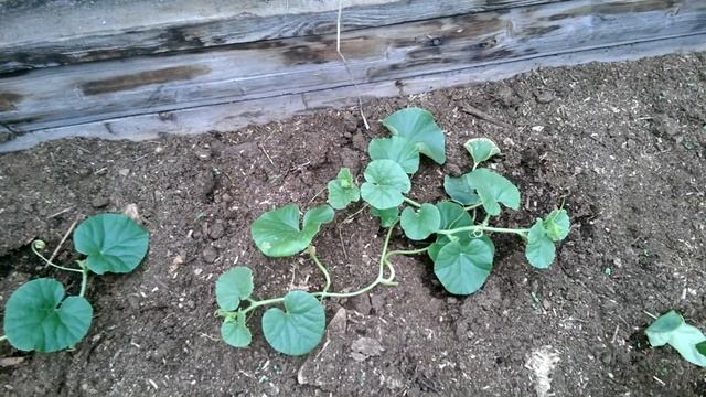 Дыни на тёплой грядке 11.06.17 после возвратных заморозков. смотреть онлайн