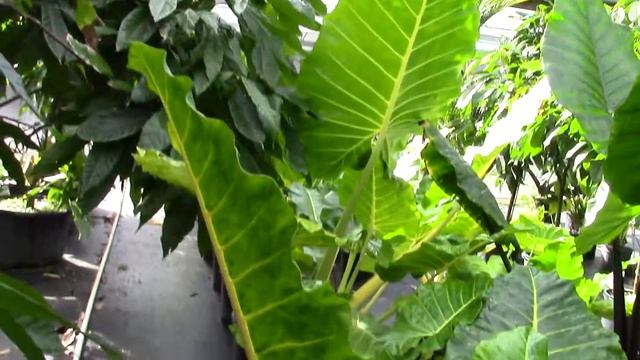 Alocasia macrorrhiza Var. lutea Giant Elephant Ear смотреть онлайн