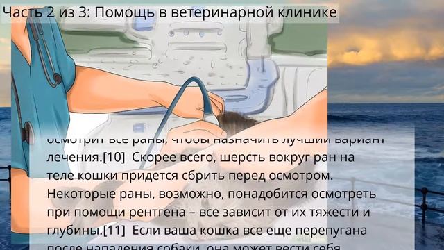 Как лечить кошку, если ее собака покусала смотреть онлайн