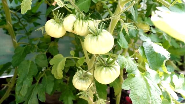 КИНЬТЕ ЭТО В ЛУНКУ ПРИ ПОСАДКЕ ТОМАТОВ И ОНИ СРАЗУ ПОЙДУТ В РОСТ И НЕ БУДУТ БОЛЕТЬ! смотреть онлайн