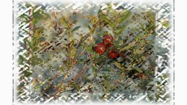 Природа Западной Сибири.avi смотреть онлайн