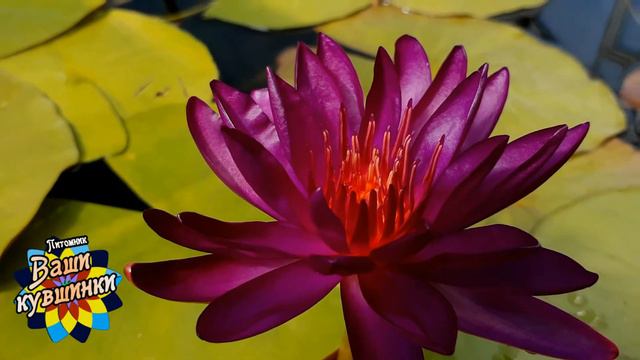 Нимфея Purple Fantasy (Фиолетовая фантазия) кувшинка, waterlily, водные растения, пруд смотреть онлайн