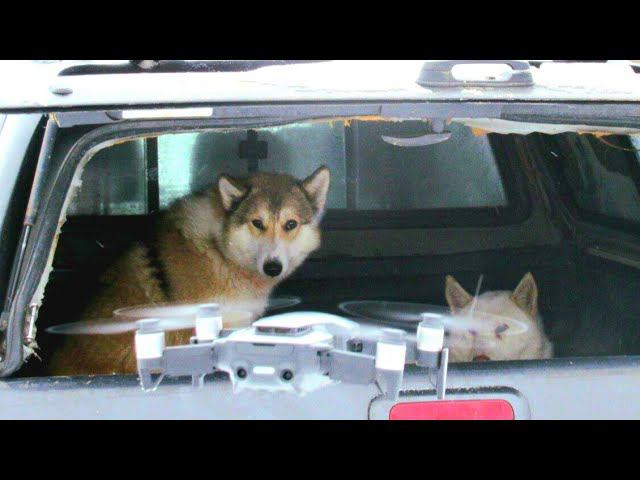 С лайками на речке Ведомка