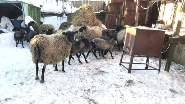 Романовские овцы зима 2021 года смотреть онлайн