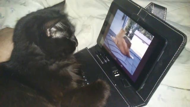 Blackie, The Chantilly Tiffany Watching Youtube!! ?? смотреть онлайн