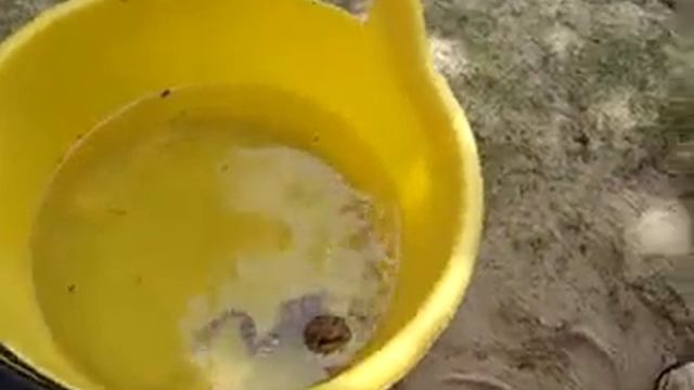 Лягушка путешественница 1 смотреть онлайн