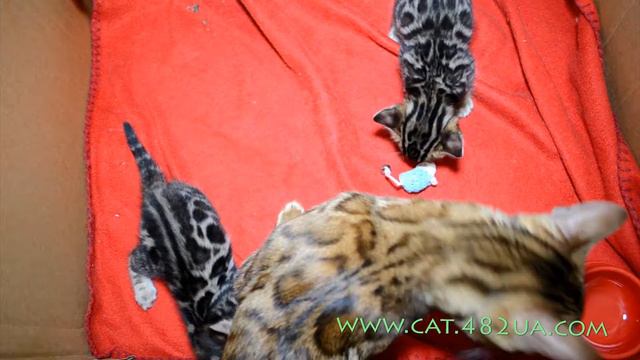 Бенгальские котята учатся ходить смотреть онлайн