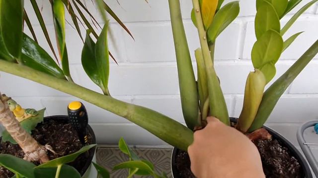 VLOG 22.09.2021 г Обедаем с кумовьями/ Работаю в Яндекс такси/ Купили комод/ Помыла сумку и обувь смотреть онлайн