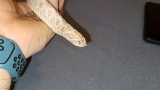 Athena My Lavender Hognose смотреть онлайн