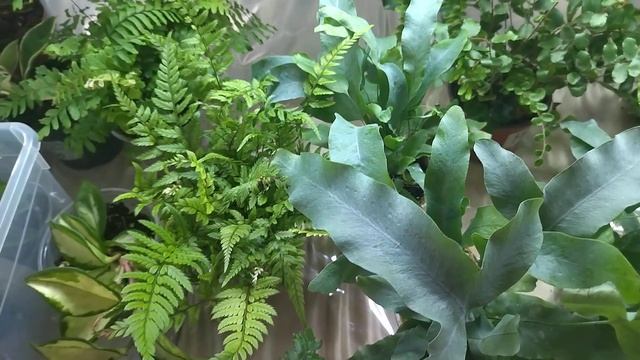 Комнатные цветы/растения/Выставка/Краснодар.ТРЦ Галактика/12 ноября. смотреть онлайн